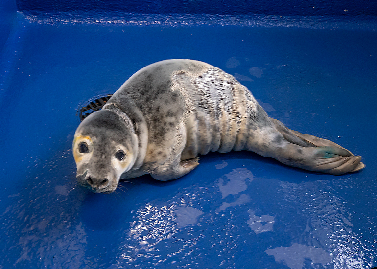 Tiger Lily, rescued seal pup