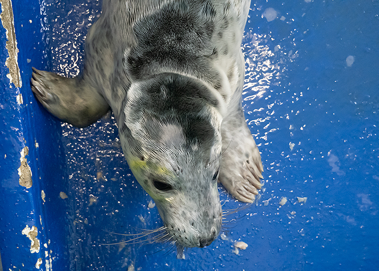 Tiger Lily, rescued seal pup