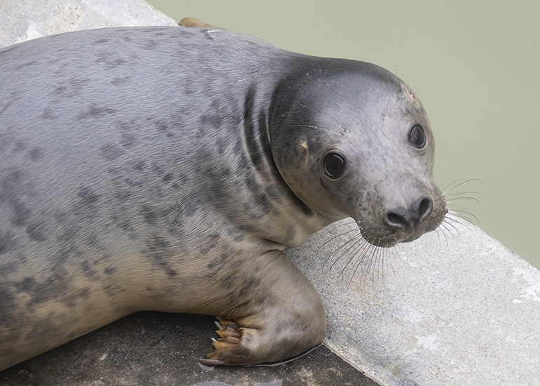 Tiger Lily, rescued seal pup