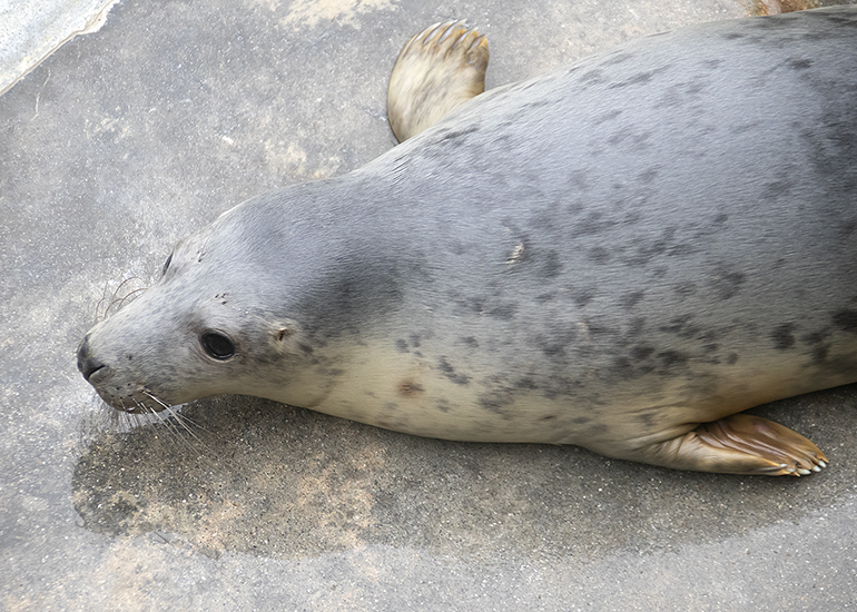 Tiger Lily, rescued seal pup