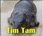 Tim Tam