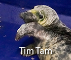 Tim Tam