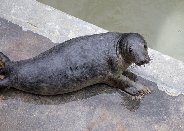 Tin Tin, rescued seal pup