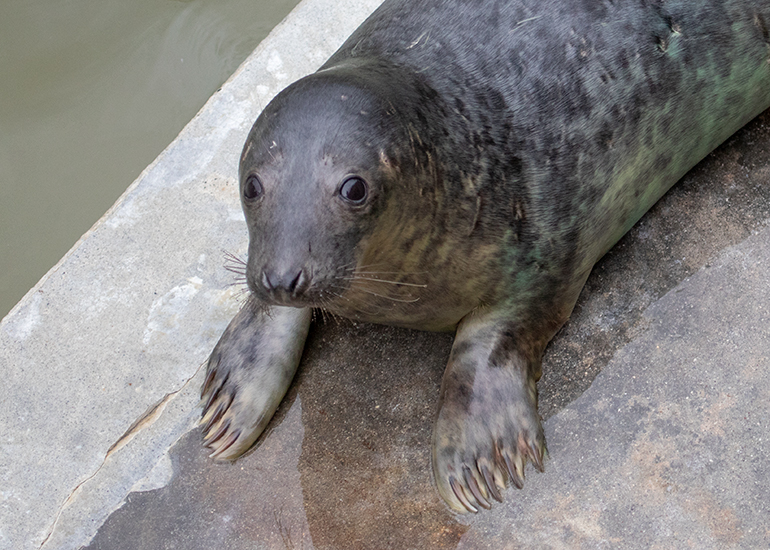 Tin Tin, rescued seal pup