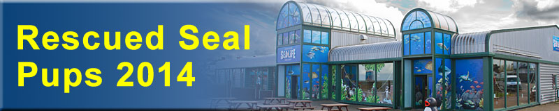 [Rescued Seals]