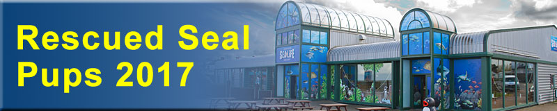 [Rescued Seals]