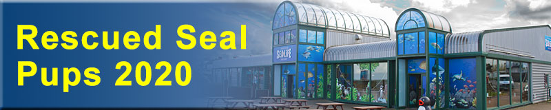[Rescued Seals]