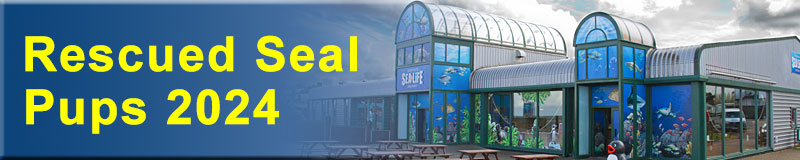 [Rescued Seals]