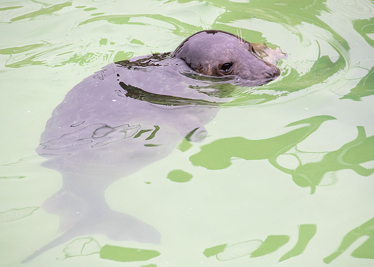 Top Gun, rescued seal pup