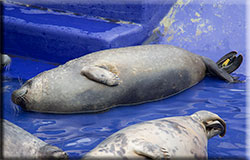 Tornado