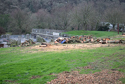 Trees behind convalescent pool