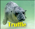 Truffle