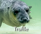 Truffle
