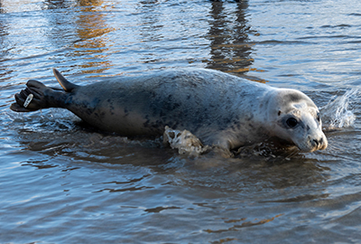 Seal Release