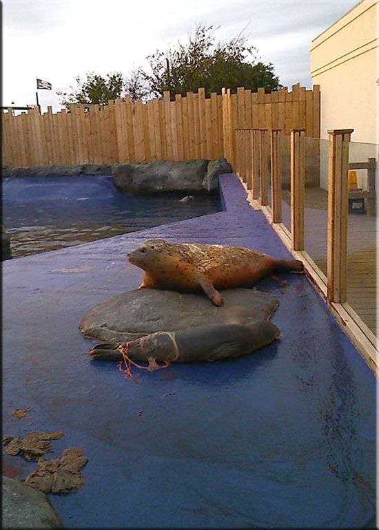 Hunstanton SEA LIFE Sanctuary