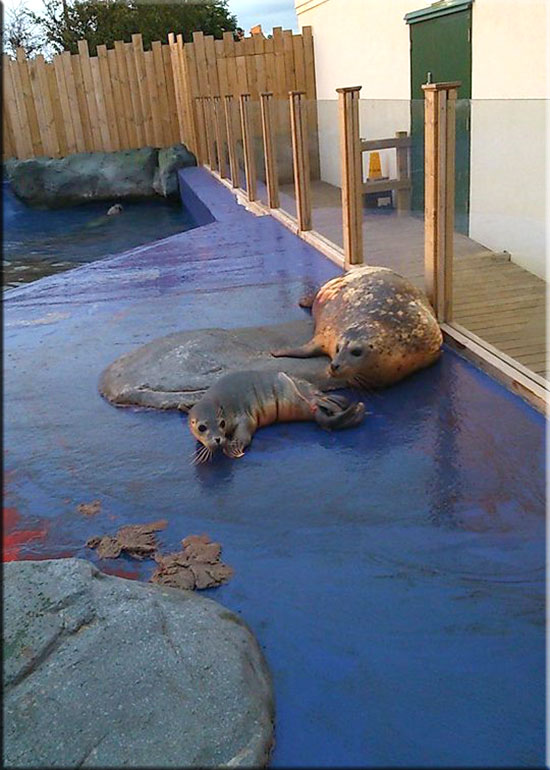Hunstanton SEA LIFE Sanctuary