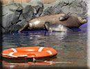 Hunstanton SEA LIFE Sanctuary - 7th June 2015