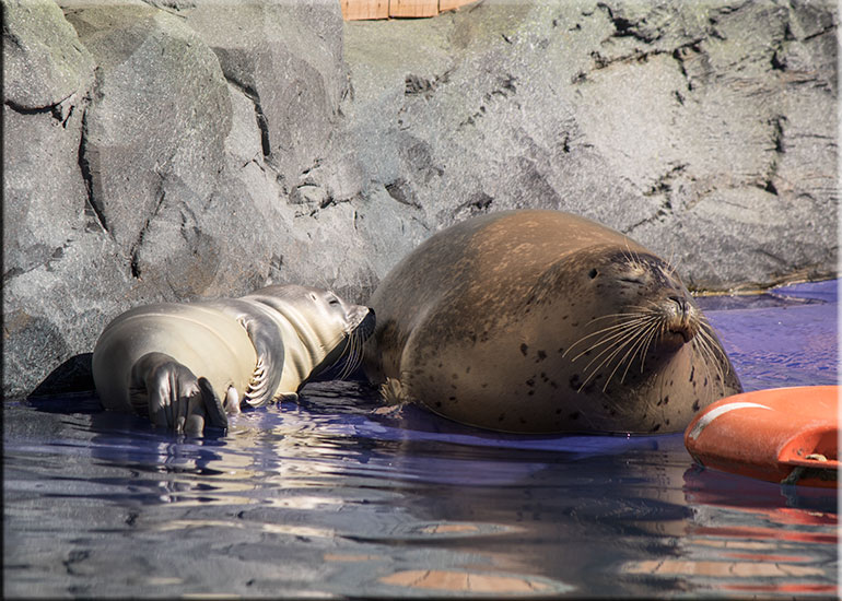 Hunstanton SEA LIFE Sanctuary