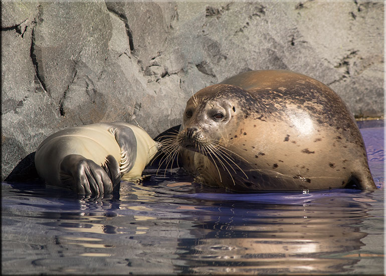 Hunstanton SEA LIFE Sanctuary