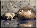 Hunstanton SEA LIFE Sanctuary - 7th June 2015