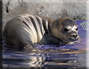Hunstanton SEA LIFE Sanctuary - 7th June 2015