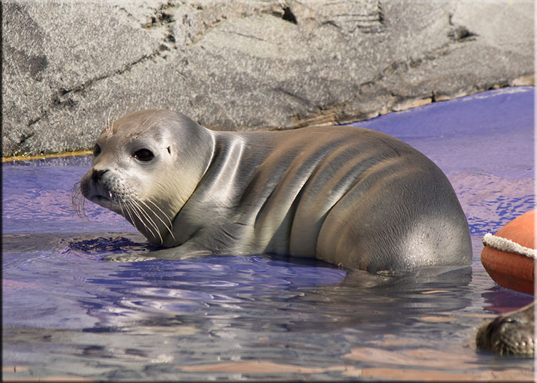 Hunstanton SEA LIFE Sanctuary