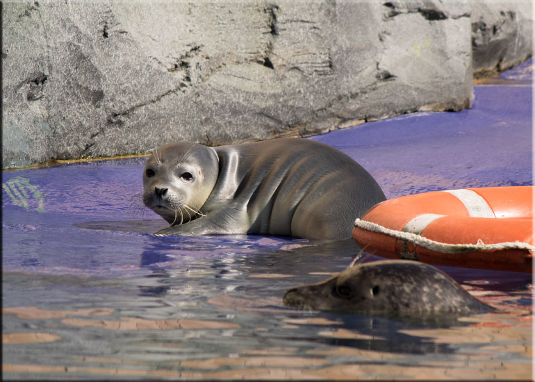 Hunstanton SEA LIFE Sanctuary