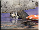 Hunstanton SEA LIFE Sanctuary - 7th June 2015