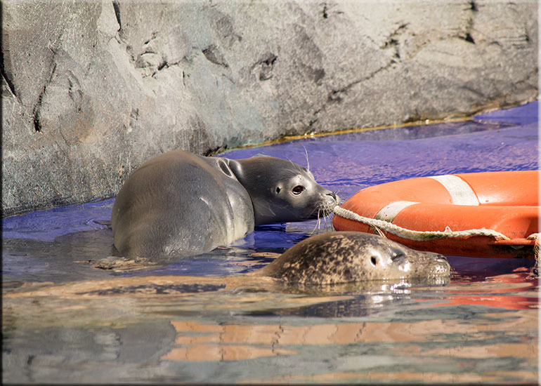 Hunstanton SEA LIFE Sanctuary
