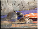 Hunstanton SEA LIFE Sanctuary - 7th June 2015