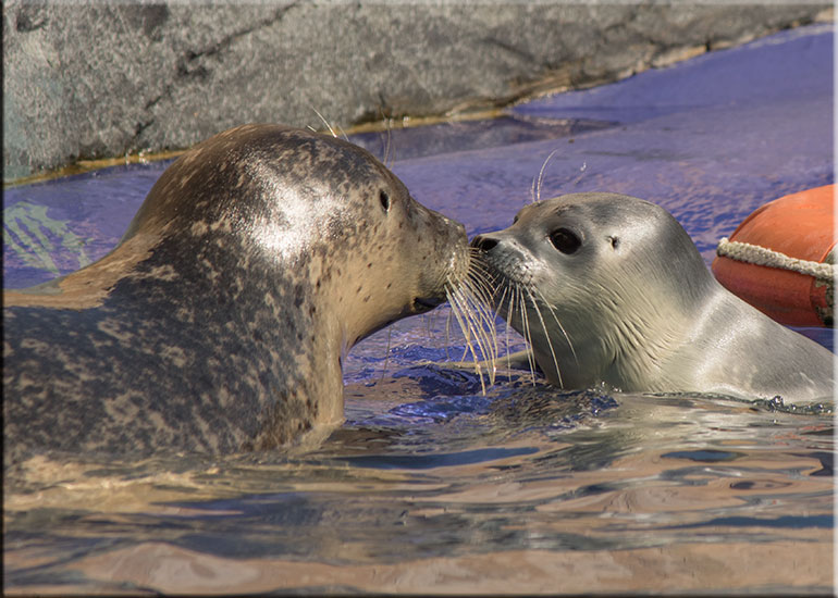 Hunstanton SEA LIFE Sanctuary