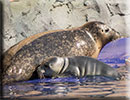Hunstanton SEA LIFE Sanctuary - 7th June 2015