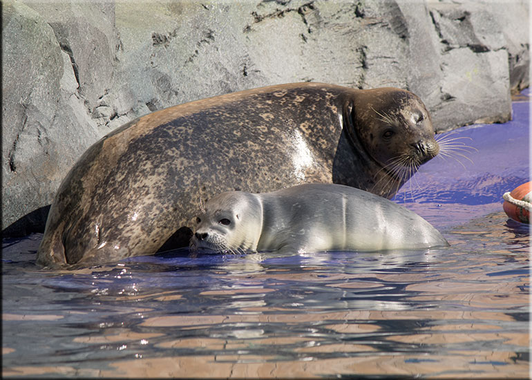 Hunstanton SEA LIFE Sanctuary