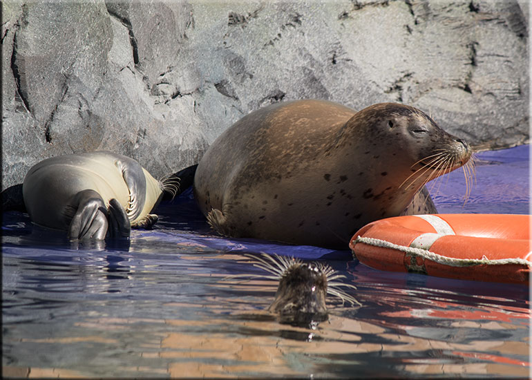 Hunstanton SEA LIFE Sanctuary