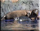 Hunstanton SEA LIFE Sanctuary - 7th June 2015