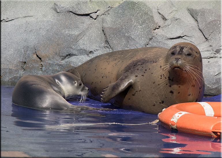Hunstanton SEA LIFE Sanctuary