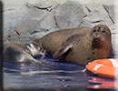 Hunstanton SEA LIFE Sanctuary - 7th June 2015