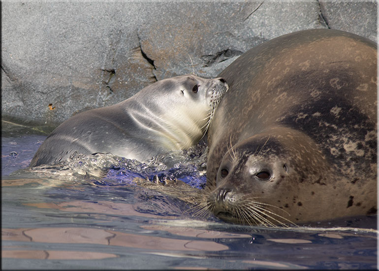 Hunstanton SEA LIFE Sanctuary