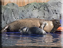 Hunstanton SEA LIFE Sanctuary - 7th June 2015
