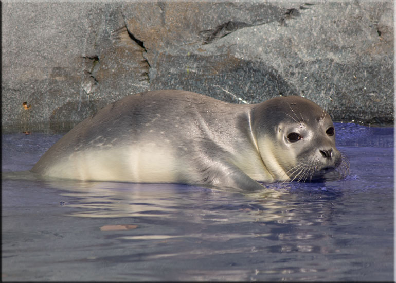 Hunstanton SEA LIFE Sanctuary