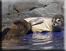 Hunstanton SEA LIFE Sanctuary - 7th June 2015