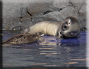 Hunstanton SEA LIFE Sanctuary - 7th June 2015