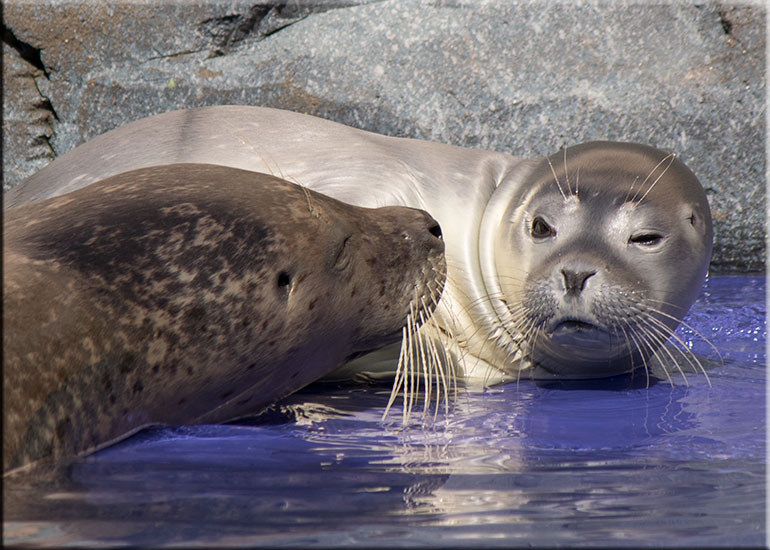 Hunstanton SEA LIFE Sanctuary
