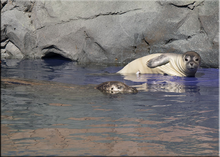 Hunstanton SEA LIFE Sanctuary