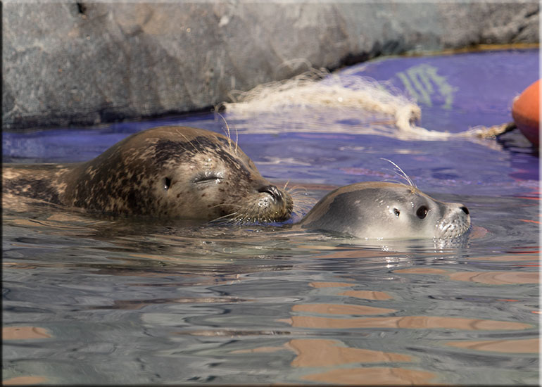 Hunstanton SEA LIFE Sanctuary