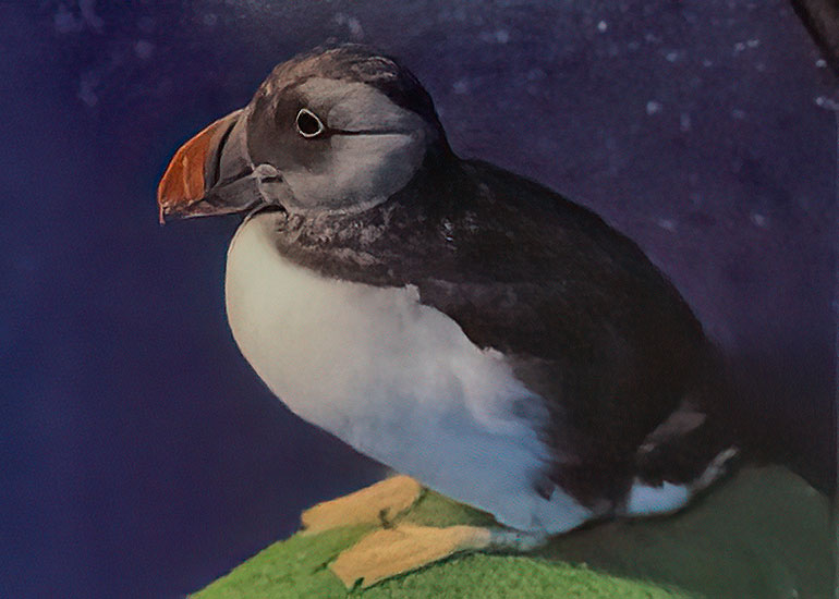 Tyr - Puffin - This photo belongs to CSS