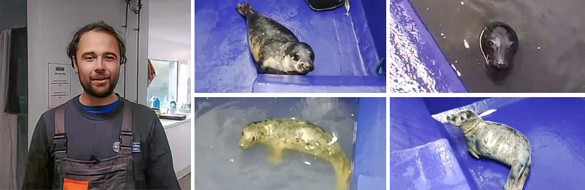 Meet the Seal Pups - Virtual Experience - 24th October 2022