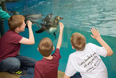 Penguin Beach