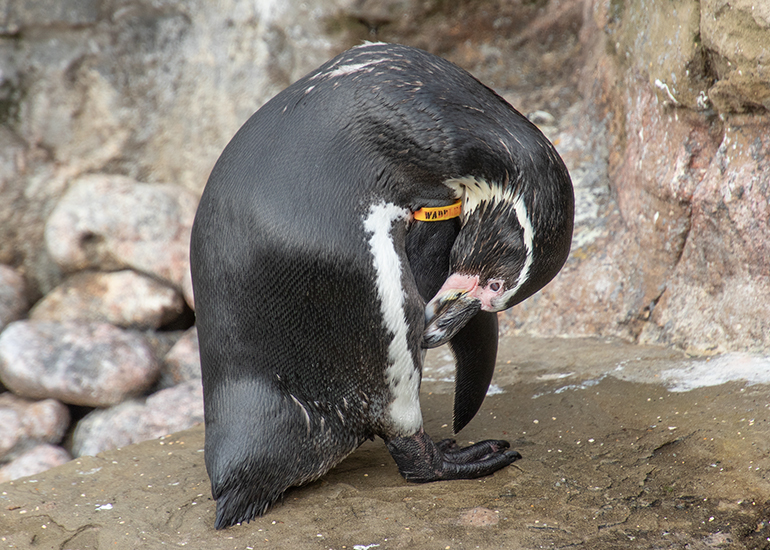 Waddles - Humboldt Penguin