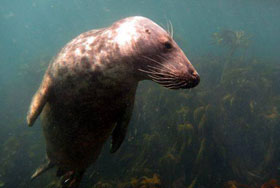 Wall-E - photo taken by St Martin's Dive School, Isles of Scilly